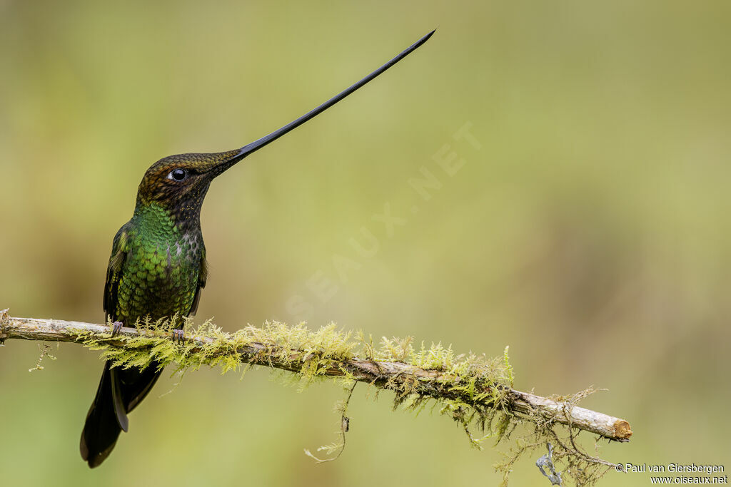 Colibri porte-épée mâle adulte