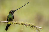 Colibri porte-épée