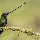 Colibri porte-épée