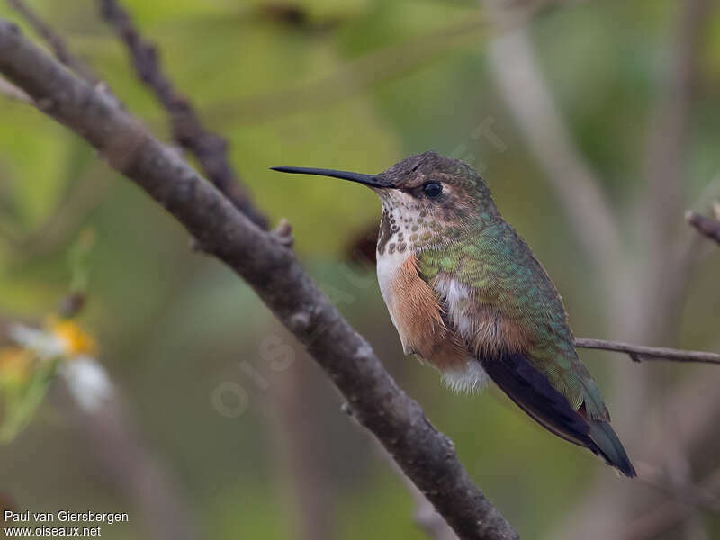 Colibri roux femelle adulte, identification