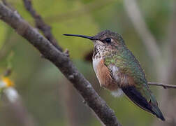 Rufous Hummingbird