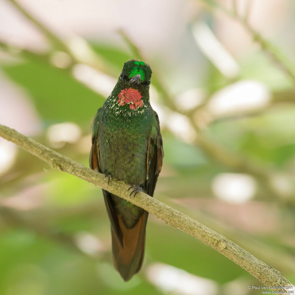 Colibri rubis-émeraude