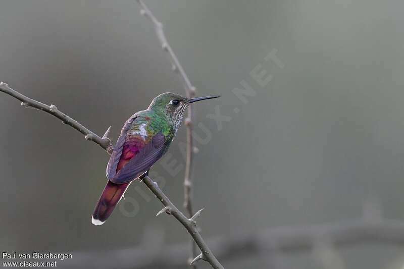 Colibri sapho femelle, identification