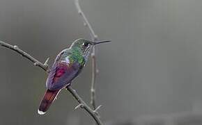 Red-tailed Comet