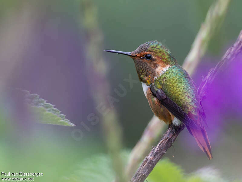 Colibri scintillant mâle adulte, identification