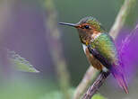 Colibri scintillant