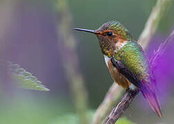 Colibri scintillant