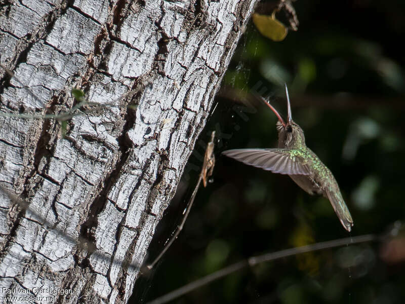 Dusky Hummingbirdadult, pigmentation, Flight, eats