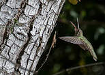 Colibri sombre