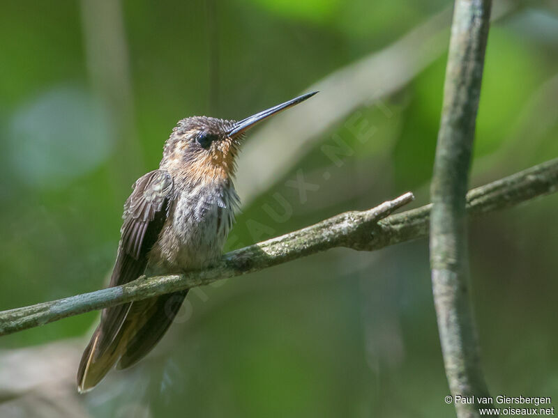 Saw-billed Hermit