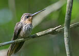 Colibri tacheté