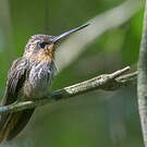 Colibri tacheté