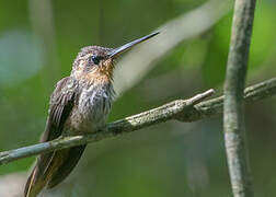 Saw-billed Hermit