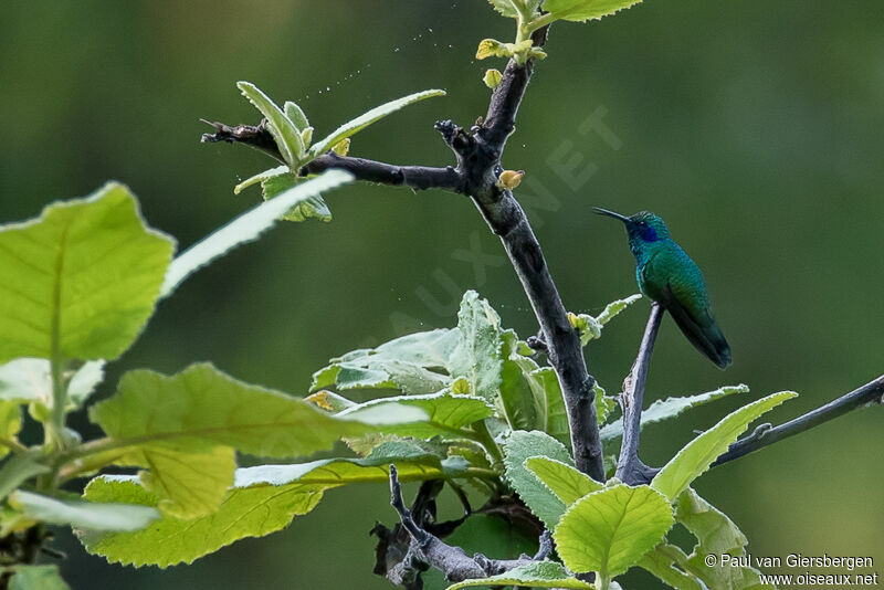 Mexican Violetear