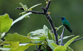 Mexican Violetear