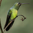 Colibri tout-vert