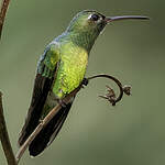 Colibri tout-vert