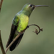 Colibri tout-vert