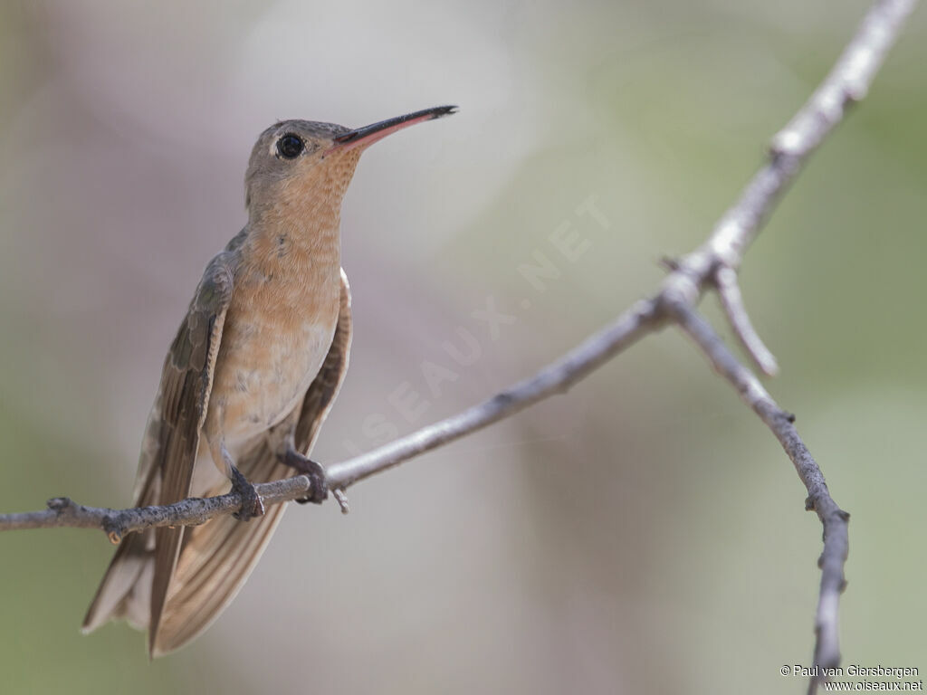 Colibri trompeuradulte