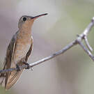Colibri trompeur