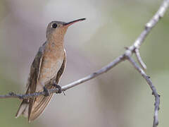 Buffy Hummingbird