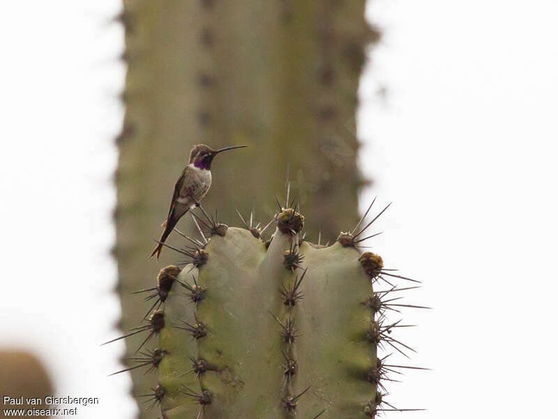 Colibri vesper mâle adulte nuptial, identification