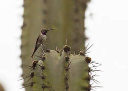 Oasis Hummingbird