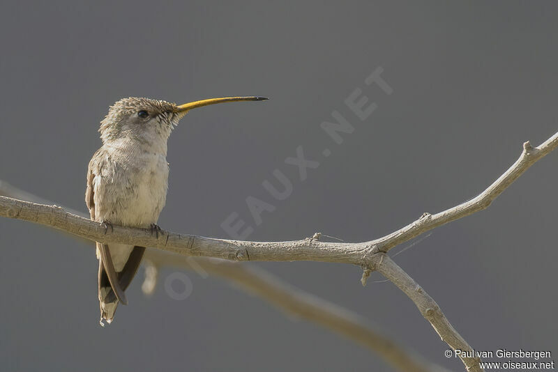 Oasis Hummingbird female adult
