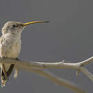 Colibri vesper