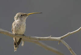 Oasis Hummingbird