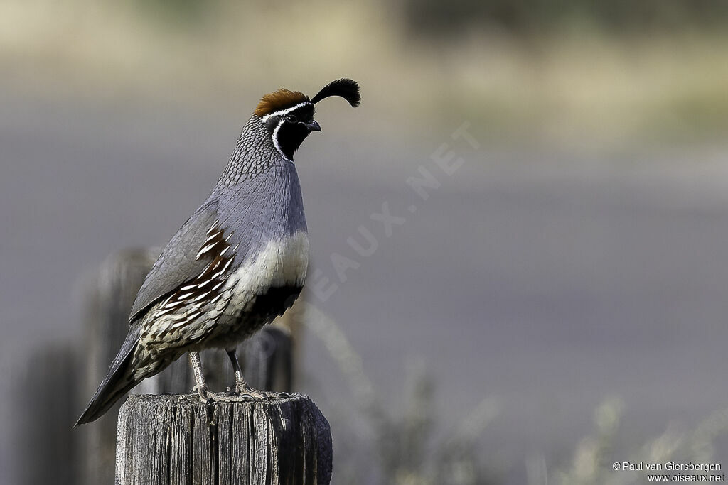 Gambel's Quail male adult