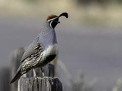 Gambel's Quail