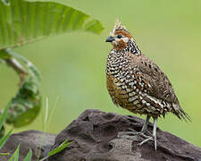 Crested Bobwhite