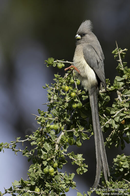 White-backed Mousebirdadult