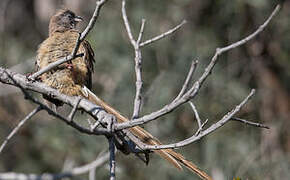 Red-backed Mousebird