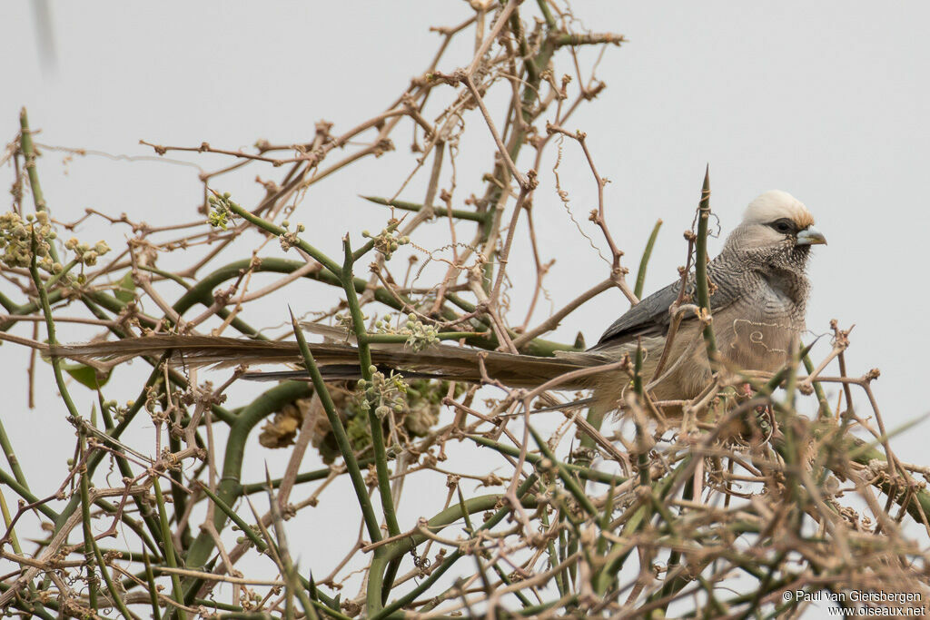 White-headed Mousebirdadult