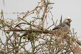 White-headed Mousebird