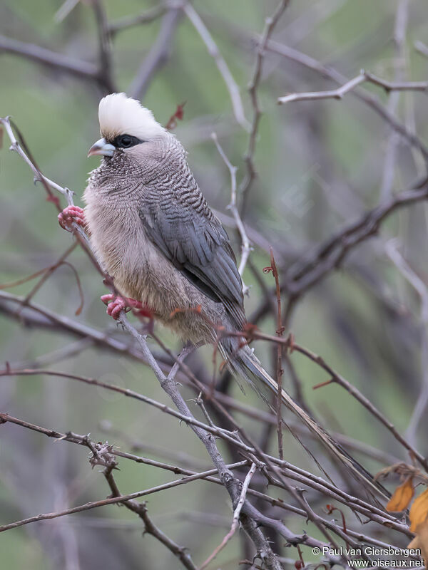 White-headed Mousebirdadult