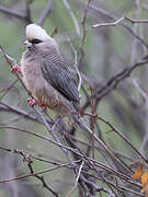 White-headed Mousebird