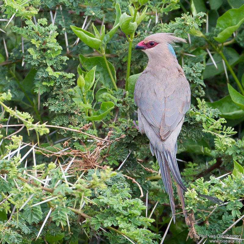 Blue-naped Mousebird