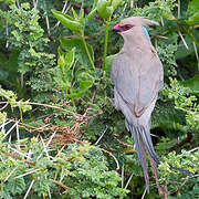 Blue-naped Mousebird