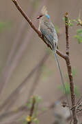 Blue-naped Mousebird