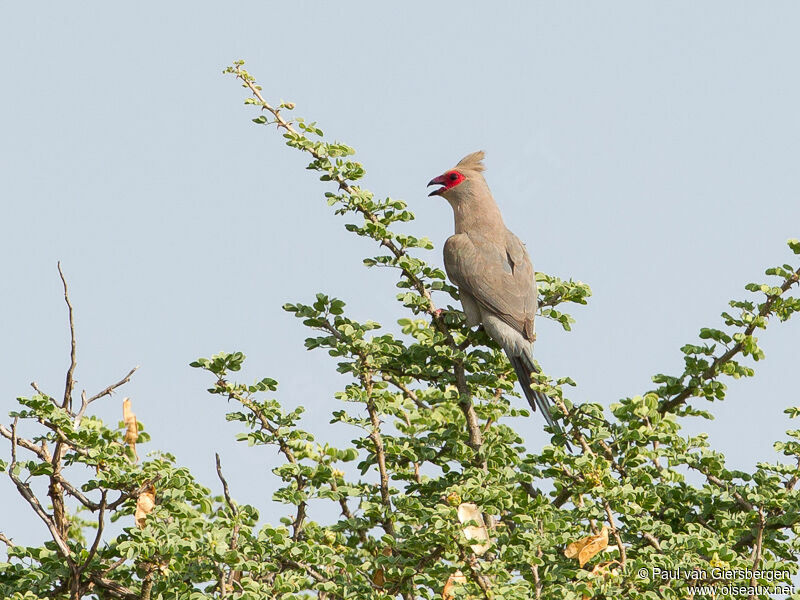 Red-faced Mousebird