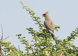 Red-faced Mousebird