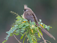 Speckled Mousebird