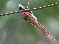 Speckled Mousebird