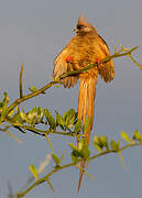 Speckled Mousebird