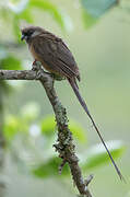 Speckled Mousebird