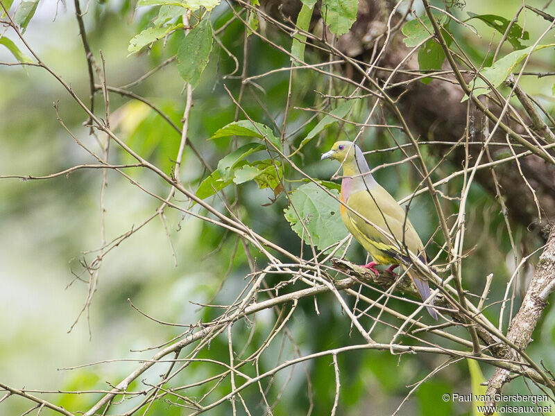 Orange-breasted Green Pigeon