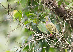 Orange-breasted Green Pigeon